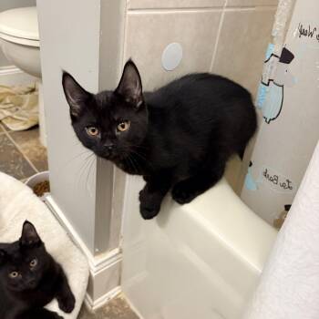 Batman -  Domestic Short Hair Cat for Adoption in Fredericton, New Brunswick - Batman | PetCurious