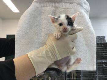 Domestic Short Hair Cats Available for Adoption - A1909726 | PetCurious