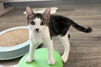 Max Wellington -  Domestic Short Hair Cat for Adoption in Fountain Hills, Arizona - Max Wellington | PetCurious