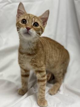 Eros -  Domestic Short Hair Cat for Adoption in Fredericksburg, Virginia - Eros | PetCurious