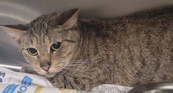 Rescue Domestic Short Hair Cats for Adoption in Lawrenceville, Georgia - Nf-24c | PetCurious