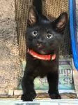 Domestic Short Hair Cats Available for Adoption in Heathsville, Virginia - Mike Wazowski | PetCurious