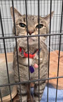 Anamoly -  Domestic Short Hair Cat for Adoption in Muskegon, Michigan - Anamoly | PetCurious