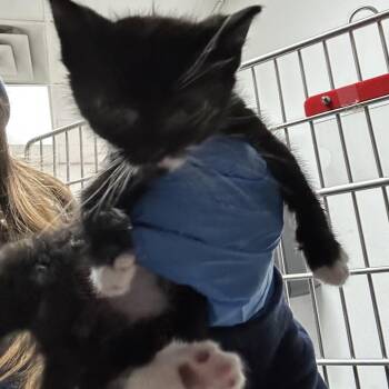 Domestic Short Hair Cats Available for Adoption - Ziti | PetCurious