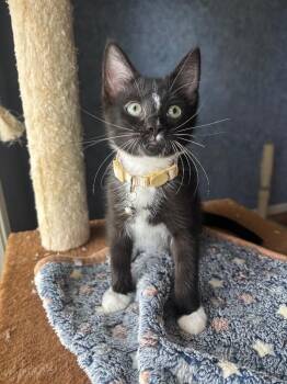 Tuxedo and Domestic Short Hair Cats Available for Adoption in Friendswood, Texas - Groove Disco | PetCurious
