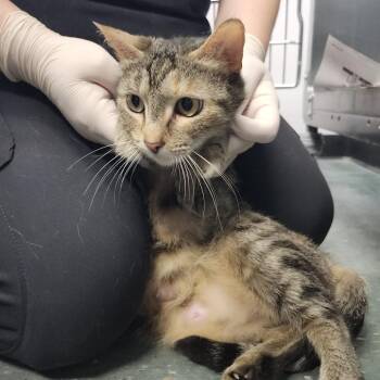Domestic Short Hair Cats Available for Adoption in Clearwater, Florida - Della | PetCurious