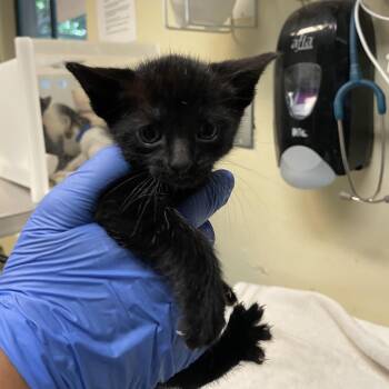 Domestic Short Hair Cats Available for Adoption in Pasadena, California - Green Collar | PetCurious