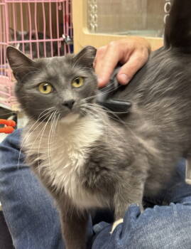 Rescue Domestic Long Hair and Maine Coon Cats for Adoption in Napa, California - Brandi | PetCurious