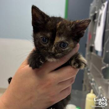 Jelly -  Domestic Short Hair Cat for Adoption in Washington, District Of Columbia - Jelly | PetCurious