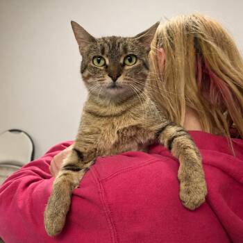Hilda Izabel -  Domestic Short Hair Cat for Adoption in Hopkinton, Massachusetts - Hilda Izabel | PetCurious