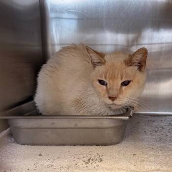 Domestic Short Hair Cats Available for Adoption - Pretty Kitty | PetCurious