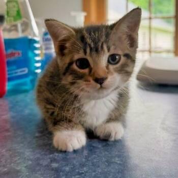 Hank -  Domestic Short Hair Cat for Adoption in Rochester, Minnesota - Hank | PetCurious