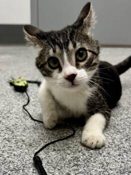 Rescue Domestic Short Hair and Tabby Cats for Adoption in Orland Hills, Illinois - Poco | PetCurious