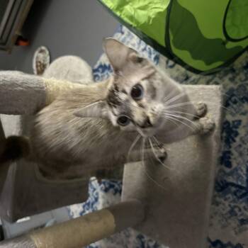Whiskey -  Siamese and Manx Cat for Adoption in Lehigh Acres, Florida - Whiskey | PetCurious