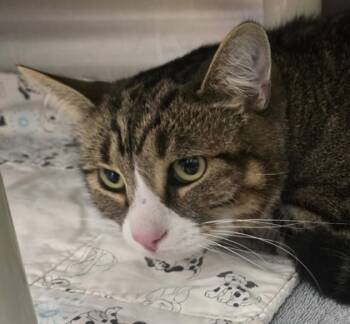 Rescue Domestic Short Hair Cats for Adoption in Eugene, Oregon - Loki | PetCurious