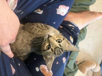 Taco -  Domestic Short Hair Cat for Adoption in Ocala, Florida - Taco | PetCurious