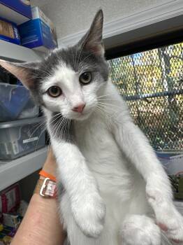 Rescue Domestic Short Hair Cats for Adoption in Pomona, New York - Babka | PetCurious