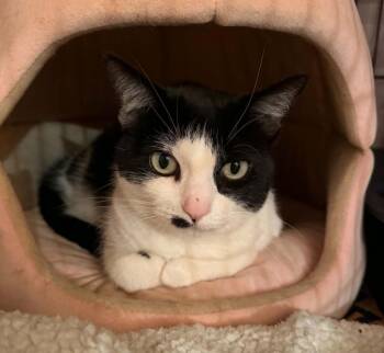 Sashani -  Domestic Short Hair Cat for Adoption in Shell Lake, Wisconsin - Sashani | PetCurious