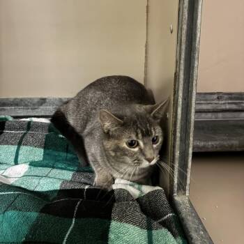 Beauty -  Domestic Short Hair Cat for Adoption in Murray, Utah - Beauty | PetCurious