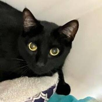 Domestic Short Hair Cats Available for Adoption in Green Valley, Arizona - Vamp | PetCurious