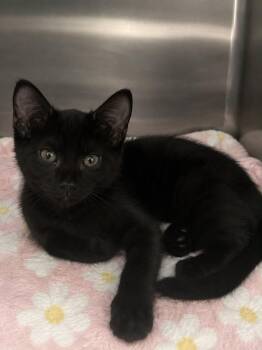 Little Joel -  Domestic Medium Hair Cat for Adoption in Columbia, Tennessee - Little Joel | PetCurious