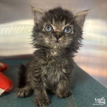 Domestic Short Hair Cats Available for Adoption in Washington, District Of Columbia - Alfalfa | PetCurious