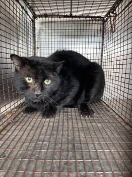 Rescue Domestic Short Hair Cats for Adoption in New Braunfels, Texas - Randy | PetCurious