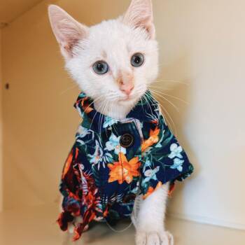 Shark Bait -  Siamese and Domestic Short Hair Cat for Adoption in Hays, Kansas - Shark Bait | PetCurious