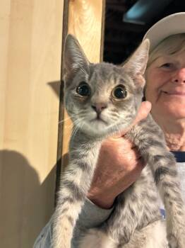 Rescue Domestic Short Hair Cats for Adoption in Plattsburgh, New York - Ricky | PetCurious