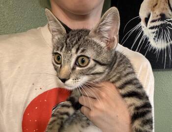 Marvin ( AV) -  Tabby Cat for Adoption in Napa, California - Marvin ( AV) | PetCurious