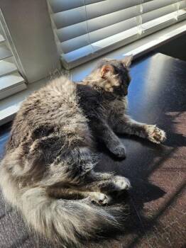 Domestic Long Hair Cats Available for Adoption - Luna | PetCurious