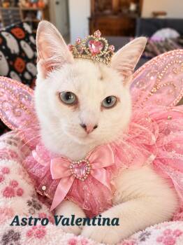 Astro Valentina -  Domestic Medium Hair Cat for Adoption in Carson City, Nevada - Astro Valentina | PetCurious
