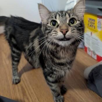 Jinx - Sweet & Cuddly -  Domestic Medium Hair Cat for Adoption in Hamilton, Ontario - Jinx - Sweet & Cuddly | PetCurious