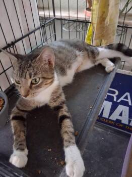 Letty -  Domestic Short Hair Cat for Adoption in Oviedo, Florida - Letty | PetCurious