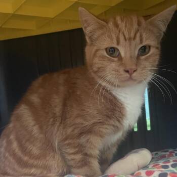 Domestic Short Hair Cats Available for Adoption in Hudson, New York - Alabama | PetCurious