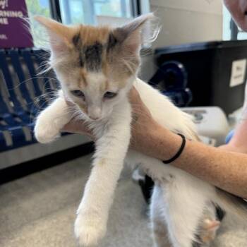 Princess -  Domestic Short Hair Cat for Adoption in Des Moines, Iowa - Princess | PetCurious