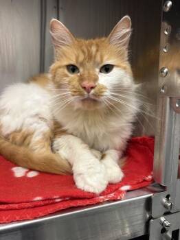 NATASHA -  Domestic Medium Hair Cat for Adoption in Indianapolis, Indiana - NATASHA | PetCurious
