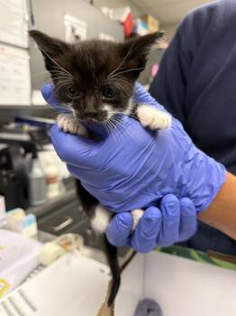 Domestic Short Hair Cats Available for Adoption in Ontario, California - ZINNIA - IN FOSTER | PetCurious