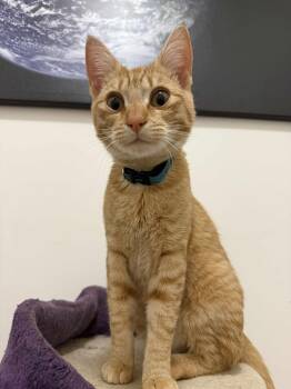 Rescue Domestic Short Hair Cats for Adoption in Burnaby, British Columbia - Storm | PetCurious