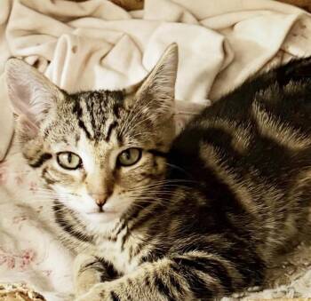 Tabby and Domestic Short Hair Cats Available for Adoption - Swayze | PetCurious