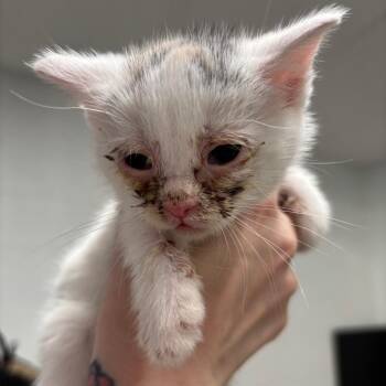 Snowball 19C26 -  Domestic Short Hair Cat Available for Adoption in Napoleon, Ohio - Snowball 19C26 | PetCurious