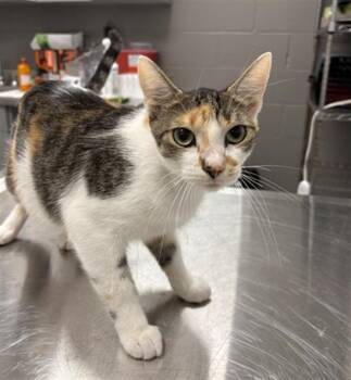 GHETTI -  Domestic Short Hair Cat for Adoption in Indianapolis, Indiana - GHETTI | PetCurious