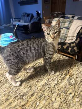 Rescue Domestic Short Hair Cats for Adoption in Albany, Wisconsin - Nash 2 | PetCurious