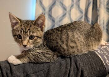 Domestic Short Hair Cats Available for Adoption - Blueberry | PetCurious