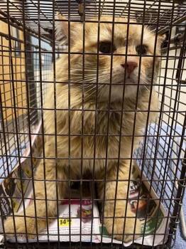 Domestic Long Hair Cats Available for Adoption in Modesto, California - A608794 | PetCurious