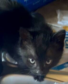 Rescue Domestic Short Hair Cats for Adoption in Fort Worth, Texas - Akela (pre Adopt) | PetCurious