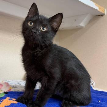 Xyla -  Domestic Medium Hair Cat for Adoption in Durango, Colorado - Xyla | PetCurious
