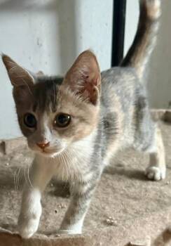 Flora -  Domestic Short Hair and Calico Cat for Adoption in New York, New York - Flora | PetCurious