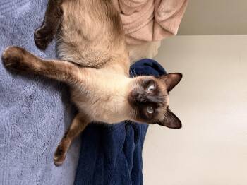 Siamese Cats Available for Adoption in Long Beach, California - Chimy | PetCurious
