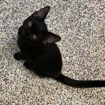Cairo -  Domestic Short Hair Cat for Adoption in Fresno, California - Cairo | PetCurious